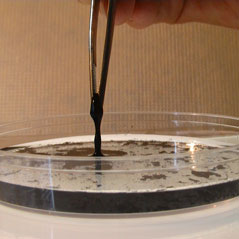 Bacterial slime production
